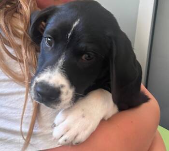 Tam -  English Pointer and Basset Hound Dog for Adoption in Columbia, Illinois - Tam | PetCurious