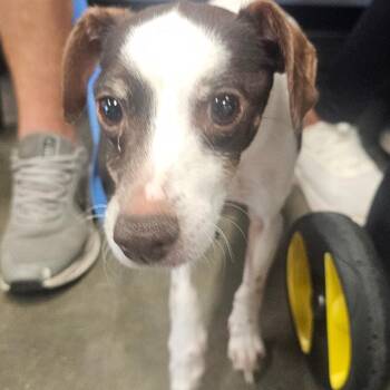 Duke -  Chihuahua and Mixed Breed Dog for Adoption in Tampa, Florida - Duke | PetCurious
