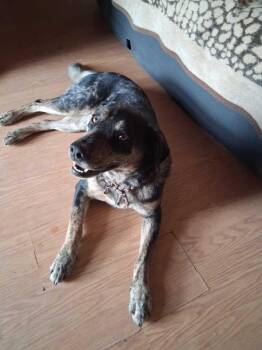 Josie -  Catahoula Leopard Dog Dog for Adoption in Estes Park, Colorado - Josie | PetCurious