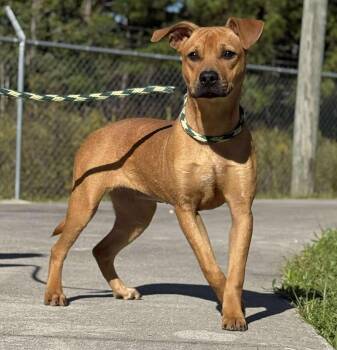 Rescue Mixed Breed Dogs for Adoption in Kingsland, Georgia - Pepperoni | PetCurious