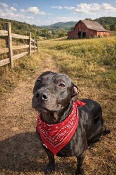 Pit Bull Terrier Dogs Available for Adoption - King | PetCurious