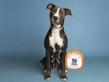 HUMMUS -  Pit Bull Terrier Dog for Adoption in Phoenix, Arizona - HUMMUS | PetCurious