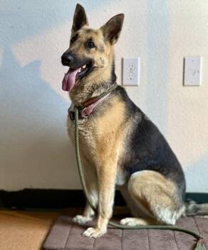 German Shepherd Dog Dogs Available for Adoption in Novato, California - Sandy | PetCurious
