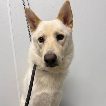 Daisy Mae -  German Shepherd Dog Dog for Adoption in Abilene, Texas - Daisy Mae | PetCurious