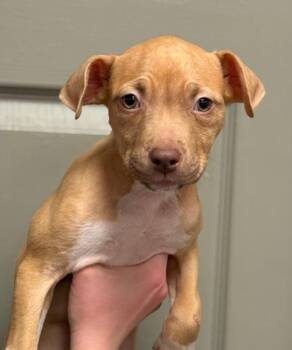 Pit Bull Terrier Dogs Available for Adoption - Brooklyn | PetCurious