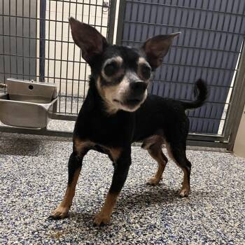 Mixed Breed Dogs Available for Adoption in Fairport, New York - Hershey | PetCurious