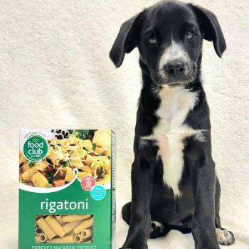 Rescue Mixed Breed Dogs for Adoption in Rockville, Maryland - Rigatoni | PetCurious