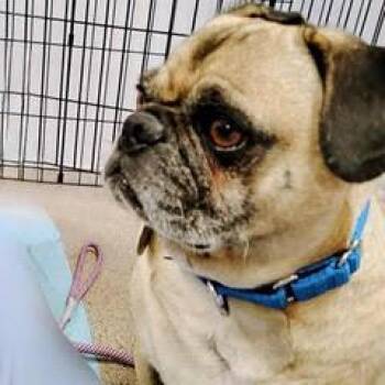 Pug Dogs Available for Adoption in Green Valley, Arizona - Remington | PetCurious