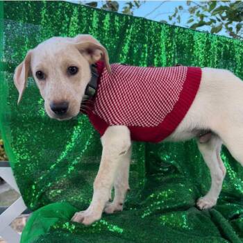 Vinny -  Yellow Labrador Retriever Dog for Adoption in Englewood, Florida - Vinny | PetCurious