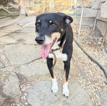 Marta -  Mixed Breed Dog for Adoption in San Diego, California - Marta | PetCurious