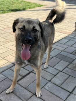 Luca -  Mixed Breed Dog for Adoption in Markham, Ontario - Luca | PetCurious