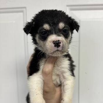 Mixed Breed Dogs Available for Adoption in Columbia, South Carolina - Connie | PetCurious