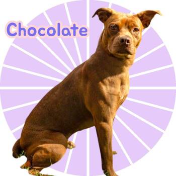 Rescue American Bully Dogs for Adoption in Chuckey, Tennessee - Chocolate - NJ | PetCurious
