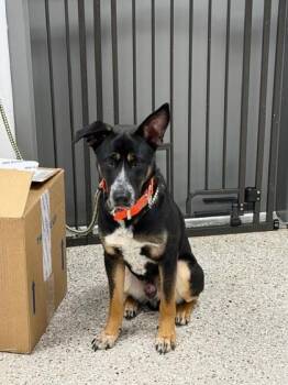 Shepherd and Mixed Breed Dogs Available for Adoption - Bigfoot | PetCurious