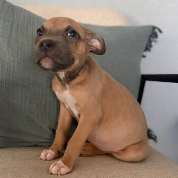 George Jetson -  Pit Bull Terrier and Mixed Breed Dog for Adoption in Las Vegas, Nevada - George Jetson | PetCurious