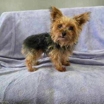 Peanut -  Yorkshire Terrier Dog for Adoption in Jackson, Missouri - Peanut | PetCurious