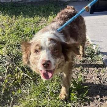 Nala -  Mixed Breed Dog for Adoption in Fairport, New York - Nala | PetCurious