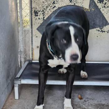 Doc -  Mixed Breed Dog for Adoption in Titusville, Florida - Doc | PetCurious
