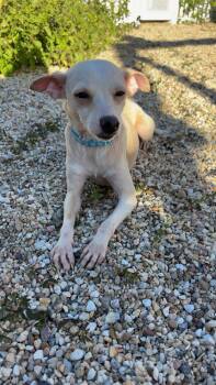 Dory -  Chihuahua Dog for Adoption in Walker, Louisiana - Dory | PetCurious
