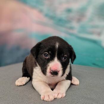 Owen -  Cattle Dog and Mixed Breed Dog for Adoption in Griswold, Connecticut - Owen | PetCurious