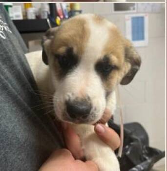 Mixed Breed Dogs Available for Adoption in West Chester, Pennsylvania - Transmission | PetCurious