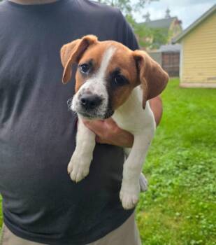 Meadow -  Mountain Cur Dog for Adoption in Salamanca, New York - Meadow | PetCurious