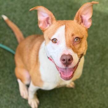 Pinky -  Mixed Breed Dog for Adoption in Asheville, North Carolina - Pinky | PetCurious