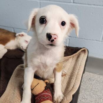 Dorothy -  Mixed Breed Dog for Adoption in Marshfield, Wisconsin - Dorothy | PetCurious