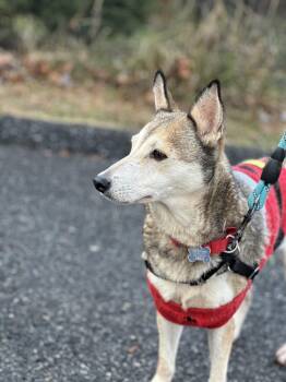 Rescue Husky Dogs for Adoption in Harrison, New York - Ramona | PetCurious