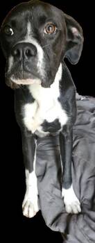 Boxer Dogs Available for Adoption in Hewitt, Texas - Peanut IV | PetCurious