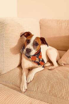 Rescue American Staffordshire Terrier Dogs for Adoption in Manhasset, New York - Chelsea | PetCurious