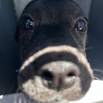 MAINE -  Mixed Breed Dog for Adoption in Greensboro, North Carolina - MAINE | PetCurious
