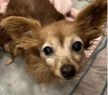 Rescue Chihuahua and Dachshund Dogs for Adoption in Larkfield-wikiup, California - Pelusa | PetCurious