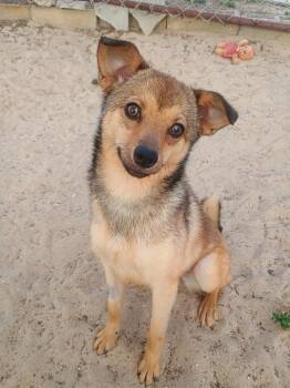 Mixed Breed Dogs Available for Adoption in New Port Richey, Florida - Bambi | PetCurious