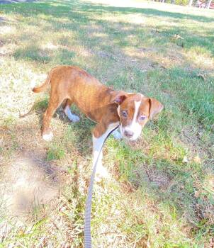 Gummy Bear -  Collie Dog for Adoption in Medfield, Massachusetts - Gummy Bear | PetCurious
