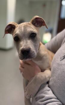 Rescue Pit Bull Terrier Dogs for Adoption in Milford, Connecticut - Niko | PetCurious
