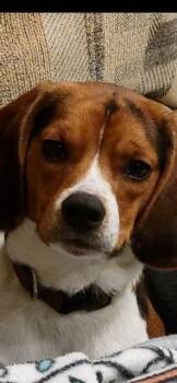 Beagle Dogs Available for Adoption - JACK | PetCurious