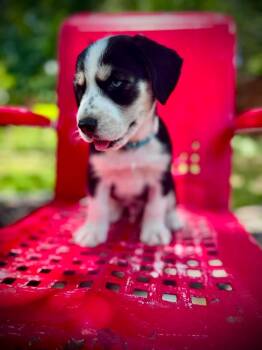 Cocker Spaniel Dogs Available for Adoption in Austin, Texas - Barton | PetCurious