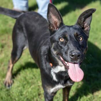 Jenny -  German Shepherd Dog and Australian Kelpie Dog for Adoption in Fairfield, Connecticut - Jenny | PetCurious