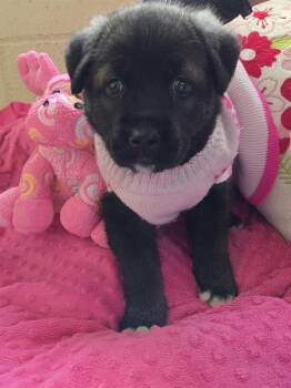 Siberian Husky and Mixed Breed Dogs Available for Adoption - AMORA | PetCurious