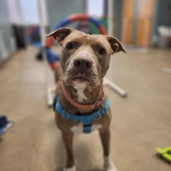 Pit Bull Terrier Dogs Available for Adoption - Genevieve Gremlin | PetCurious