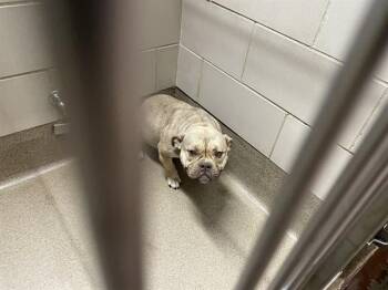 FORFAR -  Pit Bull Terrier and Mixed Breed Dog for Adoption in Aurora, Illinois - FORFAR | PetCurious