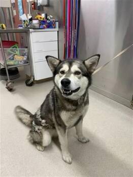 BELLE -  Siberian Husky and Alaskan Malamute Dog for Adoption in Fairbanks, Alaska - BELLE | PetCurious