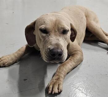 LASSO -  Pit Bull Terrier and Mixed Breed Dog for Adoption - LASSO | PetCurious
