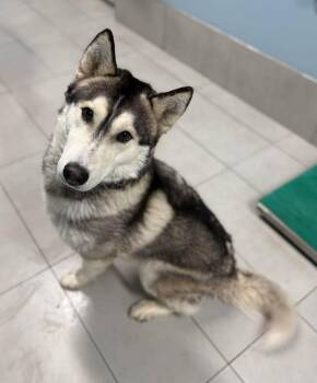 Siberian Husky Dogs Available for Adoption in Georgina, Ontario - Echo | PetCurious