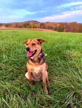 Nahla -  Mixed Breed Dog for Adoption in Viroqua, Wisconsin - Nahla | PetCurious