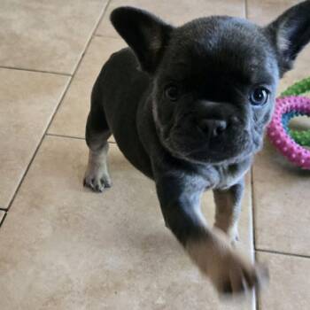 Cheesy Puff -  French Bulldog Dog for Adoption in Kansas City, Missouri - Cheesy Puff | PetCurious