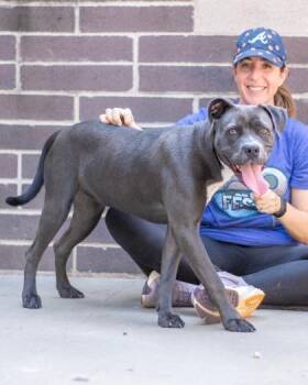 Prism -  Mixed Breed Dog for Adoption in Chamblee, Georgia - Prism | PetCurious