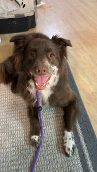 Rescue Australian Cattle Dog Blue Heeler Dogs for Adoption in Salt Lake City, Utah - Jazzper | PetCurious