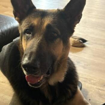 Chase -  German Shepherd Dog Dog for Adoption in Roswell, Georgia - Chase | PetCurious